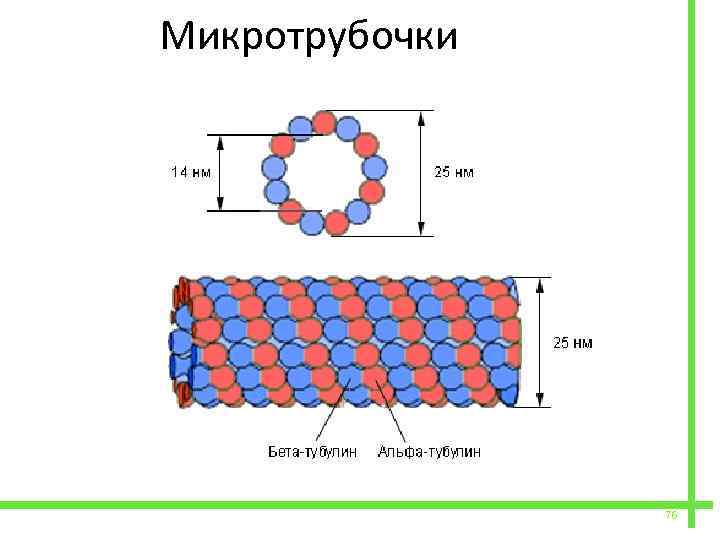 Микротрубочки. Микротрубочки тубулин. Микротрубочки строение рисунок.