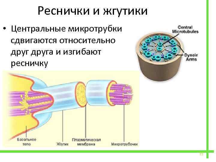  Реснички и жгутики • Центральные микротрубки сдвигаются относительно друга и изгибают ресничку 77