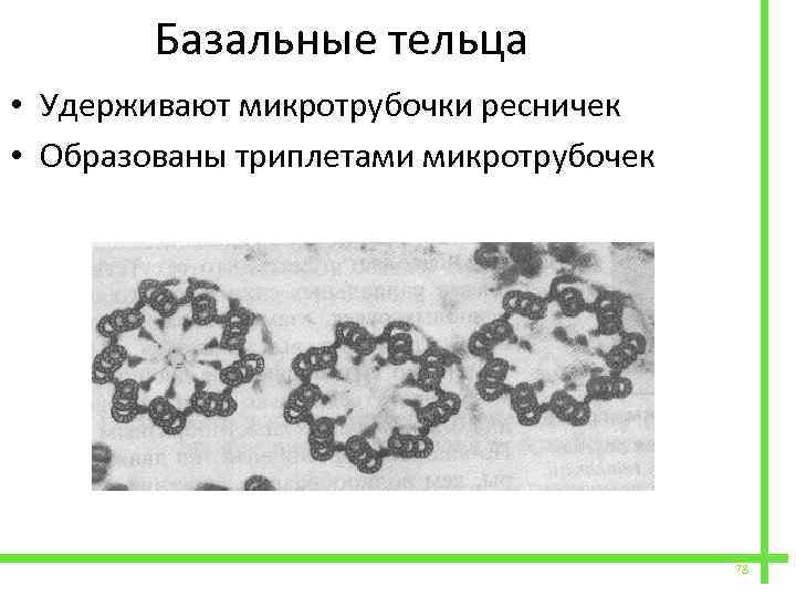  Базальные тельца • Удерживают микротрубочки ресничек • Образованы триплетами микротрубочек 78 