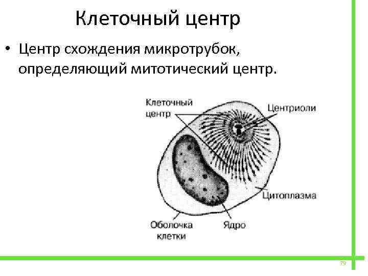  Клеточный центр • Центр схождения микротрубок, определяющий митотический центр. 79 