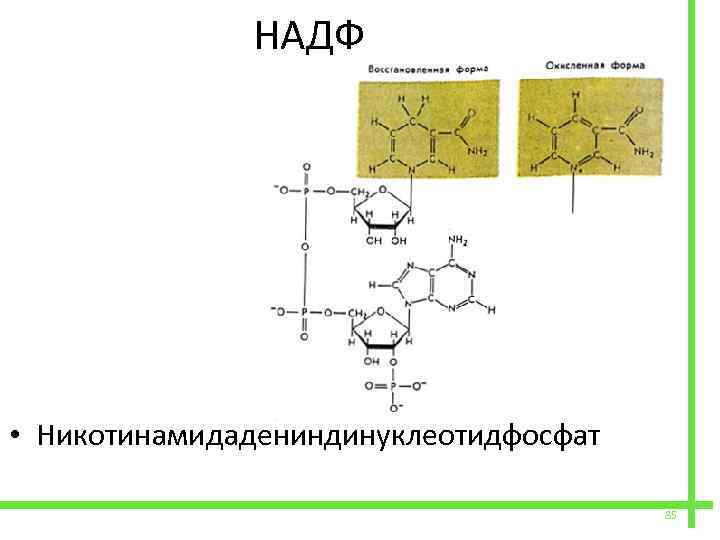  НАДФ • Никотинамидадениндинуклеотидфосфат 85 