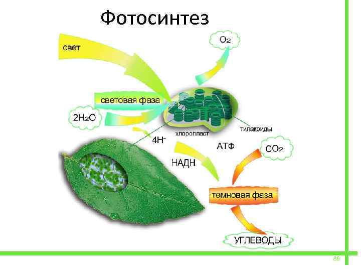 Фотосинтез 86 
