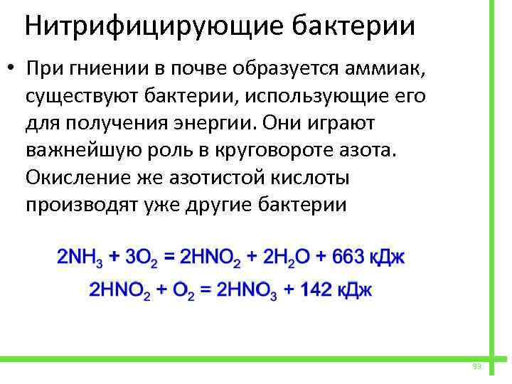  Нитрифицирующие бактерии • При гниении в почве образуется аммиак, существуют бактерии, использующие его