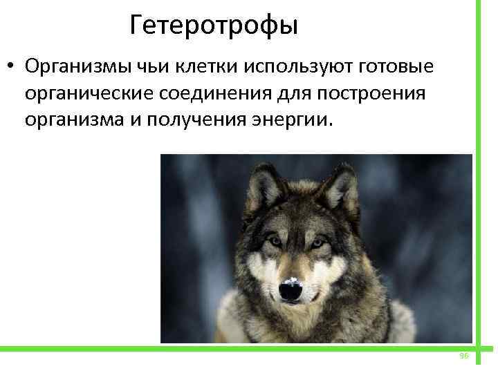  Гетеротрофы • Организмы чьи клетки используют готовые органические соединения для построения организма и