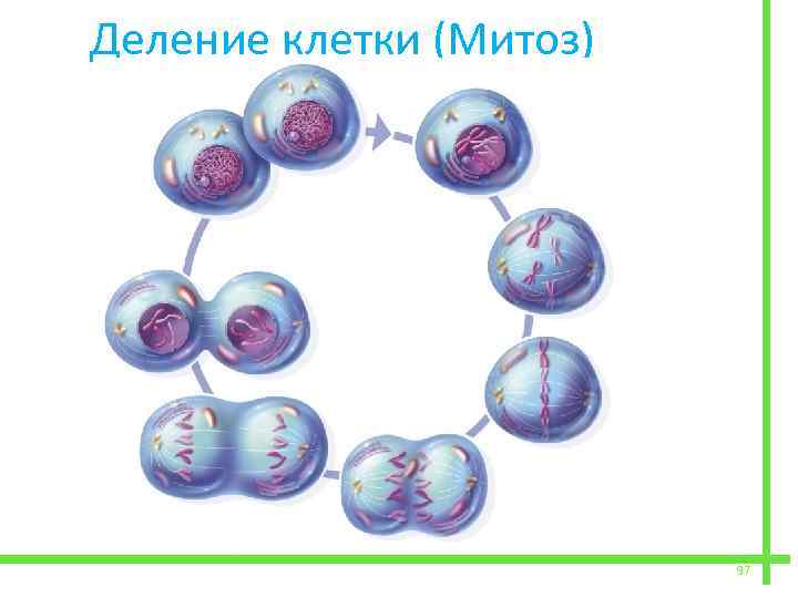  Деление клетки (Митоз) 97 