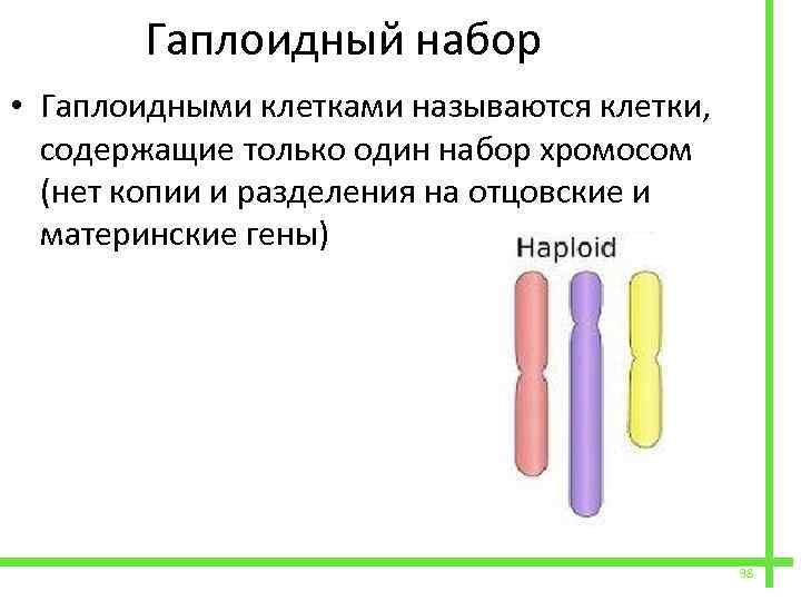  Гаплоидный набор • Гаплоидными клетками называются клетки, содержащие только один набор хромосом (нет