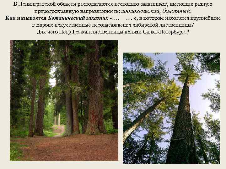 В Ленинградской области располагаются несколько заказников, имеющих разную природоохранную направленность: зоологический, болотный. Как называется