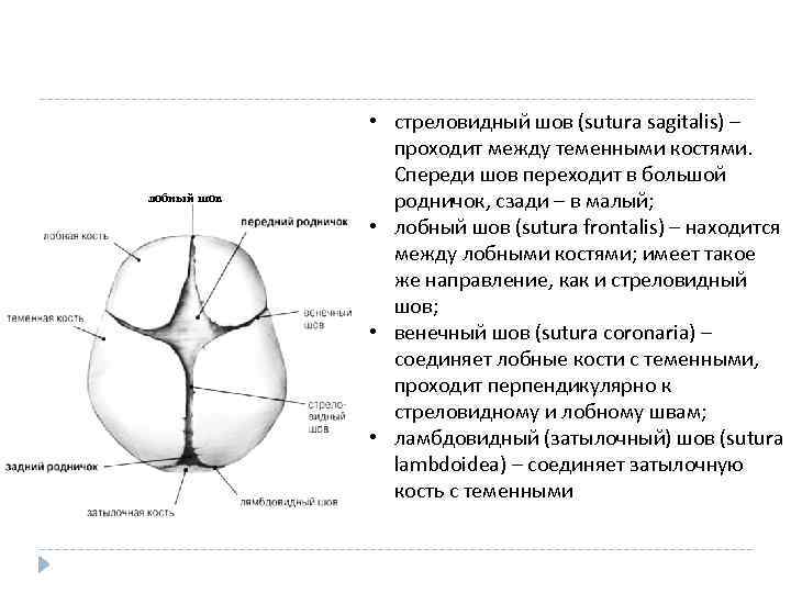 лобный шов • стреловидный шов (sutura sagitalis) – проходит между теменными костями. Спереди шов