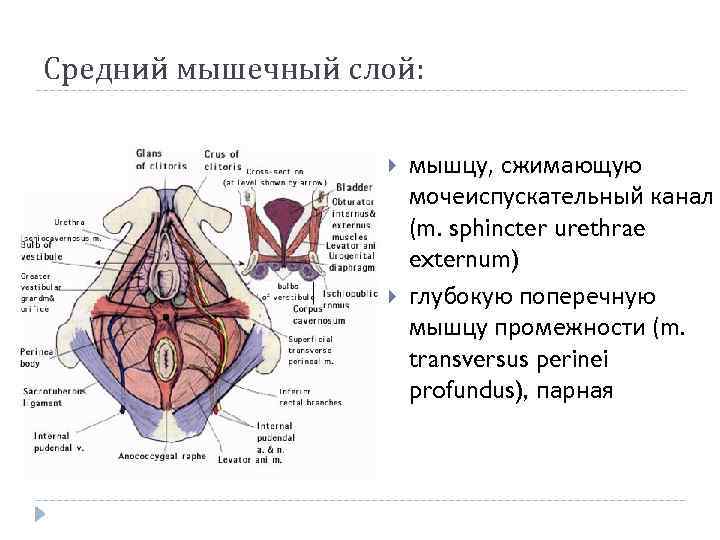 Средний мышечный слой: мышцу, сжимающую мочеиспускательный канал (m. sphincter urethrae externum) глубокую поперечную мышцу