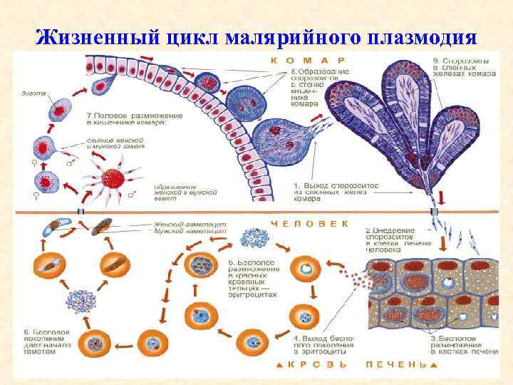 Жизненный цикл малярийного плазмодия 