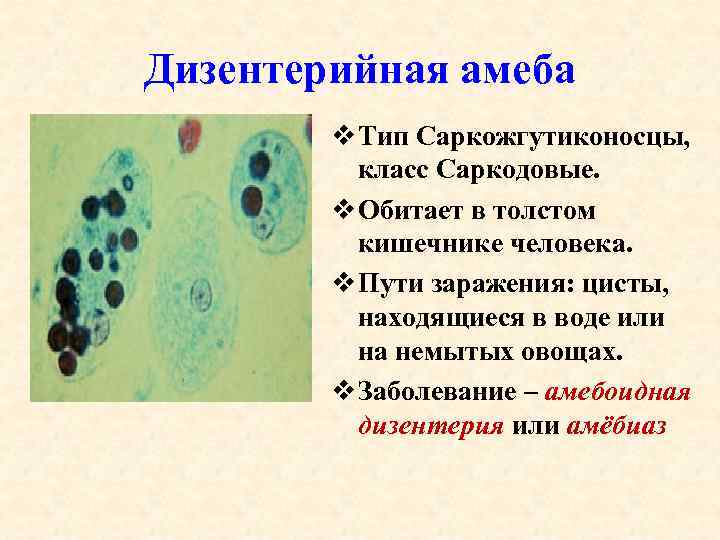 Дизентерийная амеба v Тип Саркожгутиконосцы, класс Саркодовые. v Обитает в толстом кишечнике человека. v