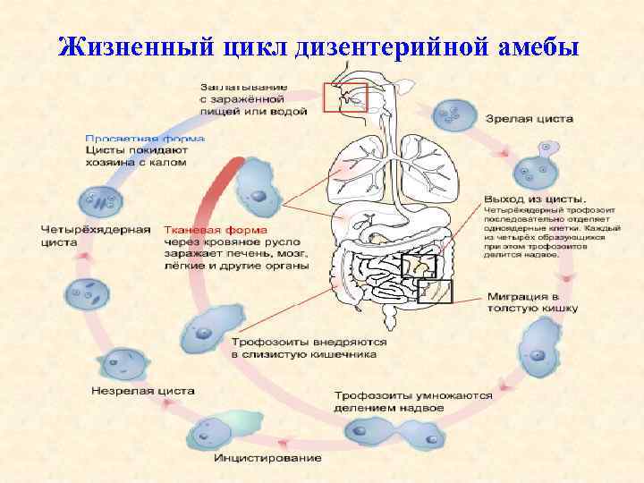 Жизненный цикл дизентерийной амебы 