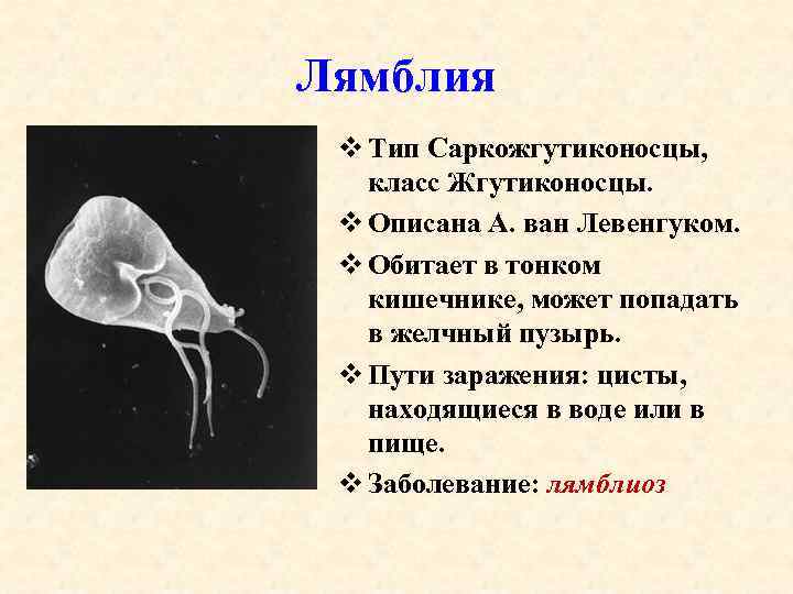 Лямблия v Тип Саркожгутиконосцы, класс Жгутиконосцы. v Описана А. ван Левенгуком. v Обитает в