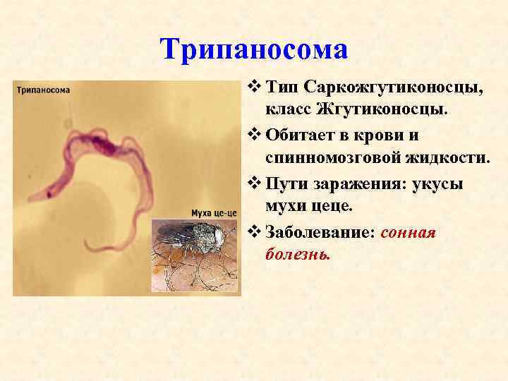 Трипаносома v Тип Саркожгутиконосцы, класс Жгутиконосцы. v Обитает в крови и спинномозговой жидкости. v