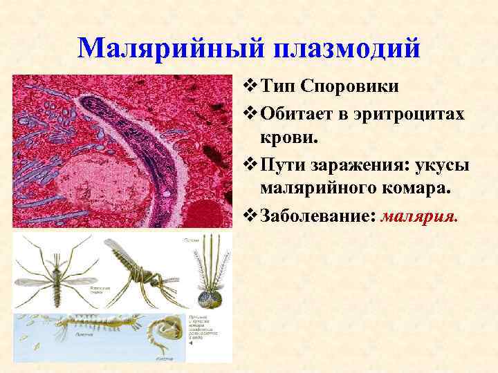 Малярийный плазмодий v Тип Споровики v Обитает в эритроцитах крови. v Пути заражения: укусы