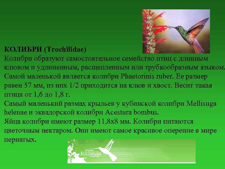 КОЛИБРИ (Trochilidae) Колибри образуют самостоятельное семейство птиц с длинным клювом и удлиненным, расщепленным или