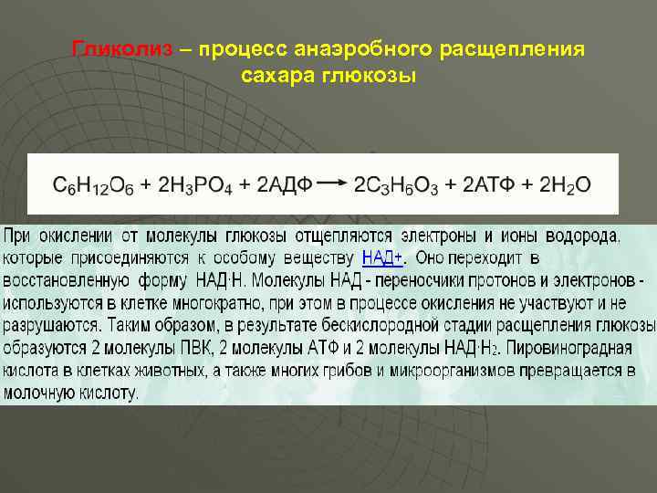 Гликолиз – процесс анаэробного расщепления сахара глюкозы 