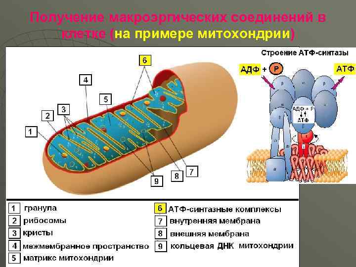 Получение макроэргических соединений в клетке (на примере митохондрии) 