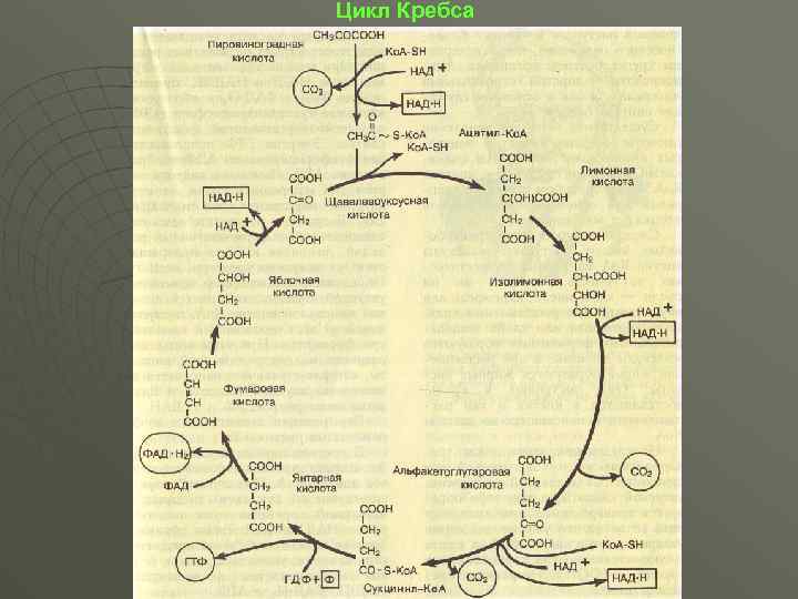 Цикл Кребса 