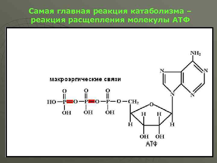 Молекулярные процессы расщепления презентация