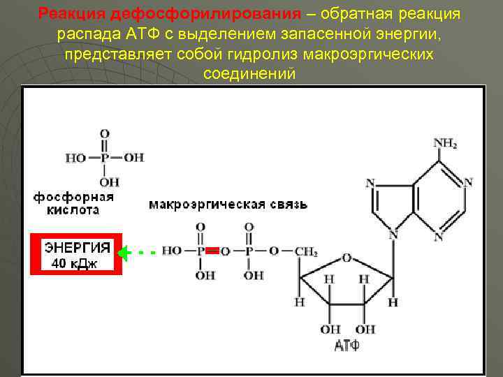 Схема дефосфорилирования 5 дезоксиадениловой кислоты