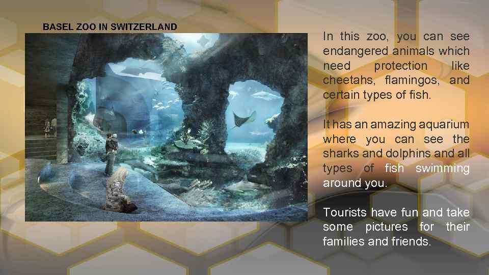 BASEL ZOO IN SWITZERLAND In this zoo, you can see endangered animals which need