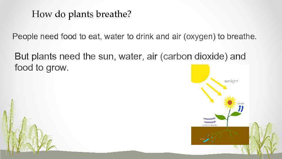 How do plants breathe? People need food to eat, water to drink and air