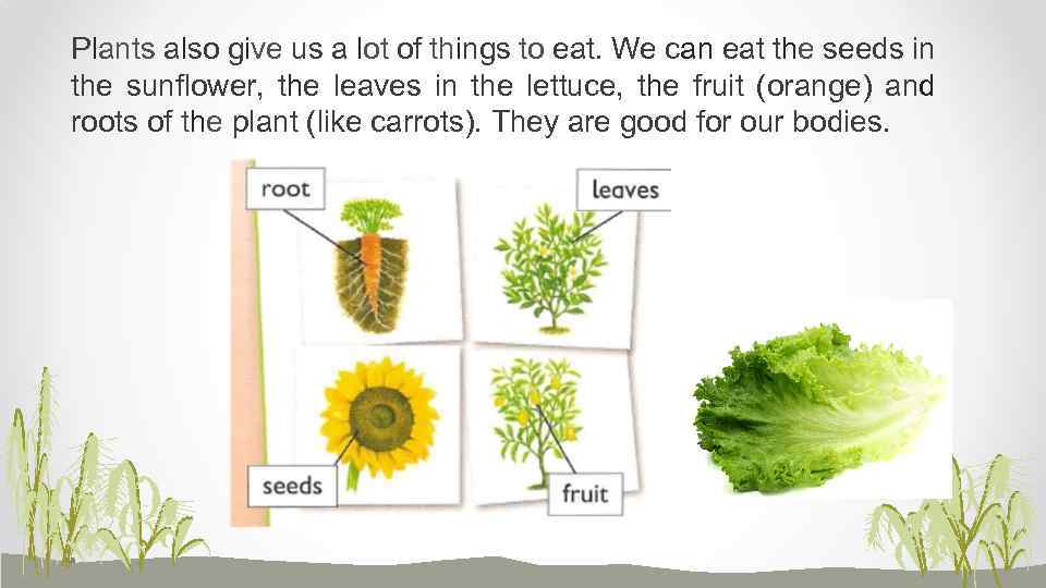 Plants also give us a lot of things to eat. We can eat the