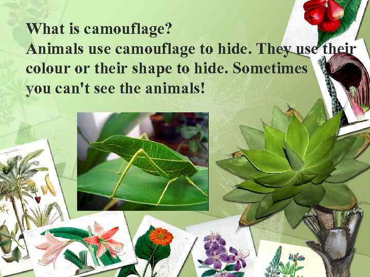 What is camouflage? Animals use camouflage to hide. They use their colour or their