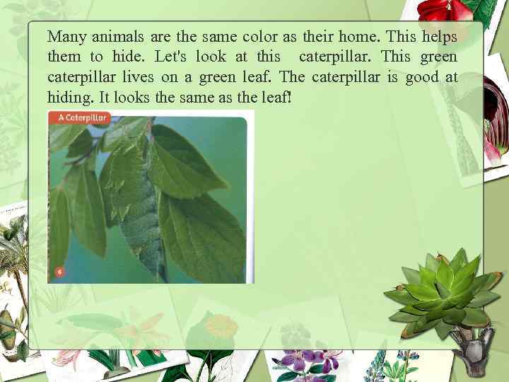 Many animals are the same color as their home. This helps them to hide.