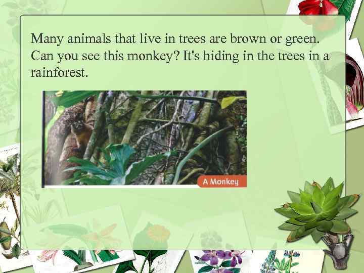 Many animals that live in trees are brown or green. Can you see this