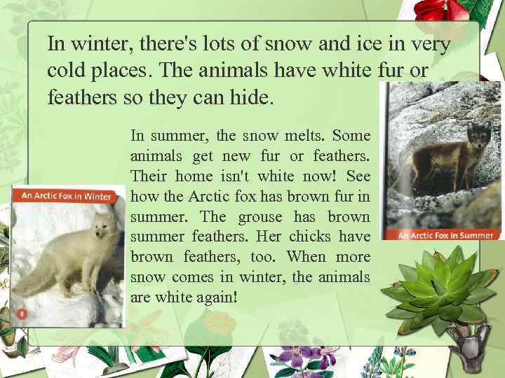 In winter, there's lots of snow and ice in very cold places. The animals