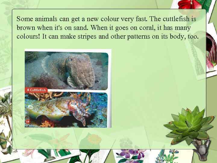 Some animals can get a new colour very fast. The cuttlefish is brown when