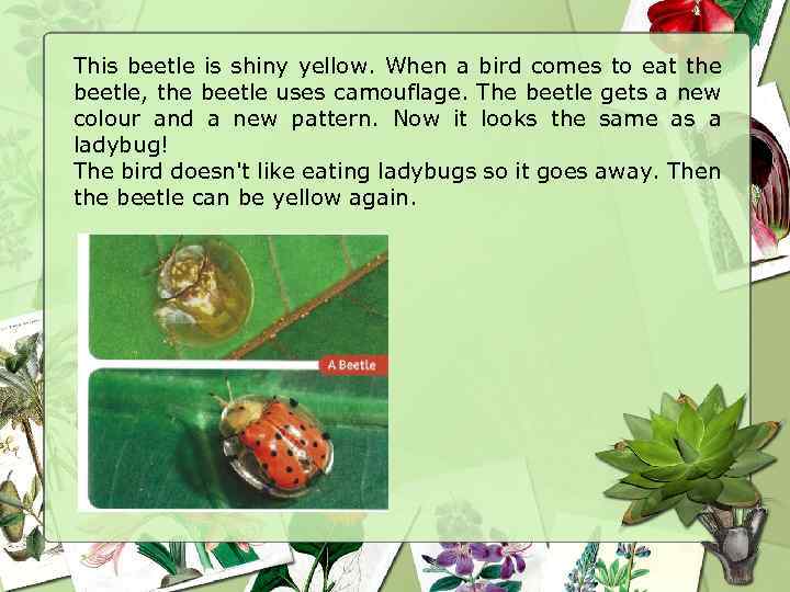 This beetle is shiny yellow. When a bird comes to eat the beetle, the