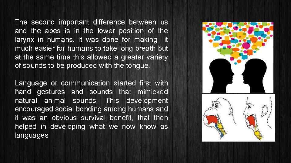 The second important difference between us and the apes is in the lower position