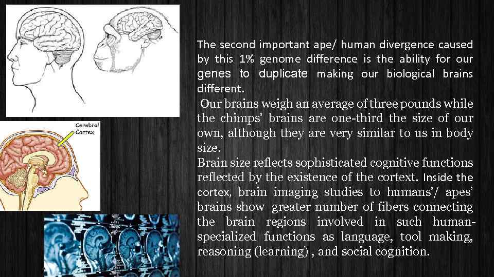 The second important ape/ human divergence caused by this 1% genome difference is the