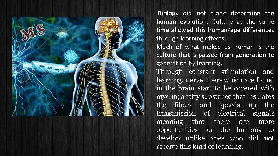  Biology did not alone determine the human evolution. Culture at the same time