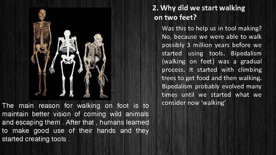 2. Why did we start walking on two feet? The main reason for walking