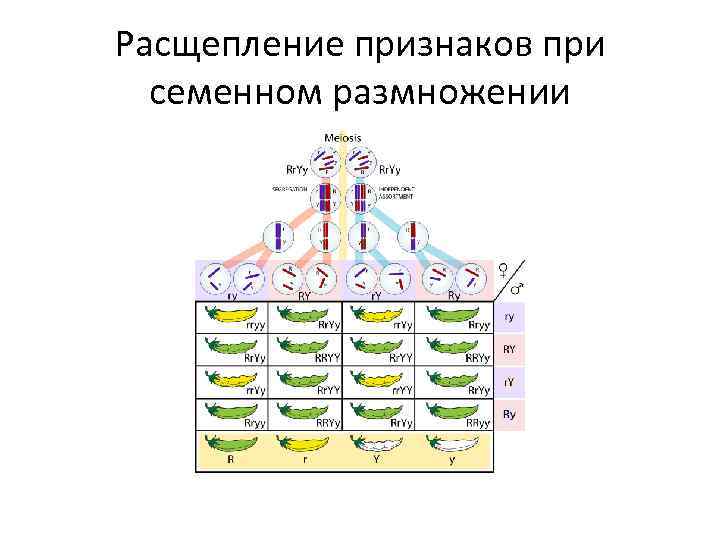 Расщепление признаков при семенном размножении 