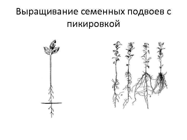 Выращивание семенных подвоев с пикировкой 