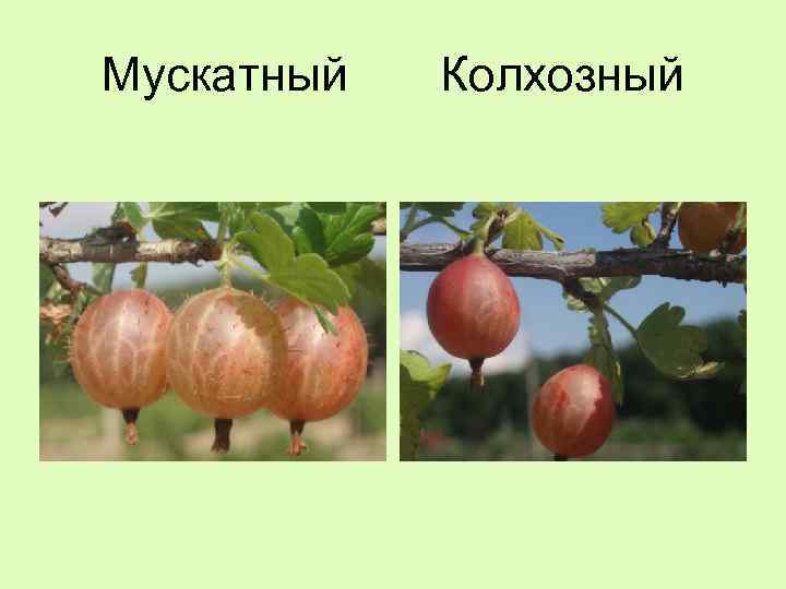 Мускатный Колхозный 