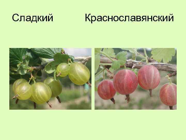 Сладкий Краснославянский 