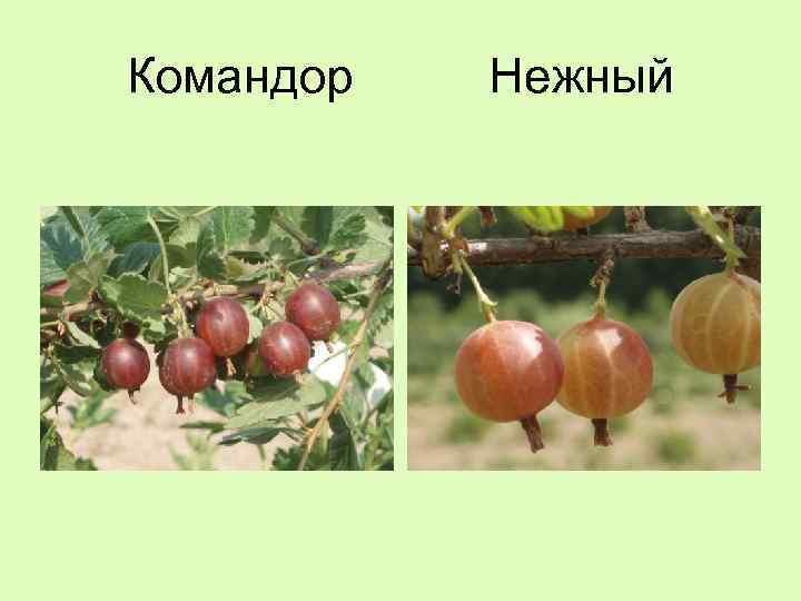 Командор Нежный 