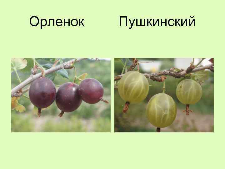 Орленок Пушкинский 