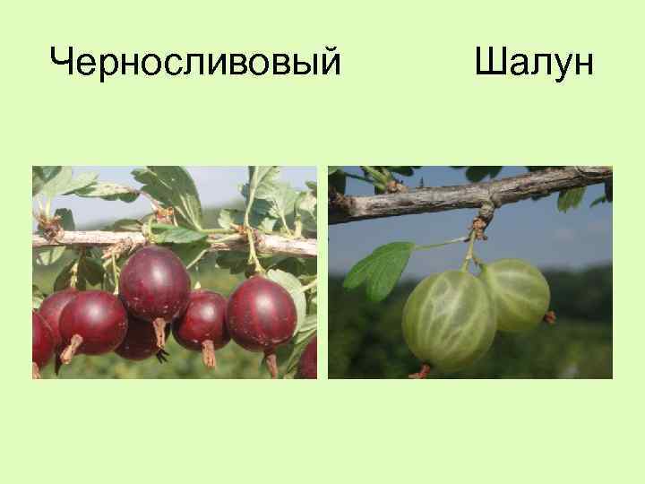 Черносливовый Шалун 