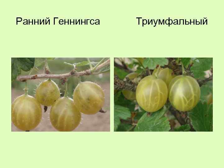 Ранний Геннингса Триумфальный 