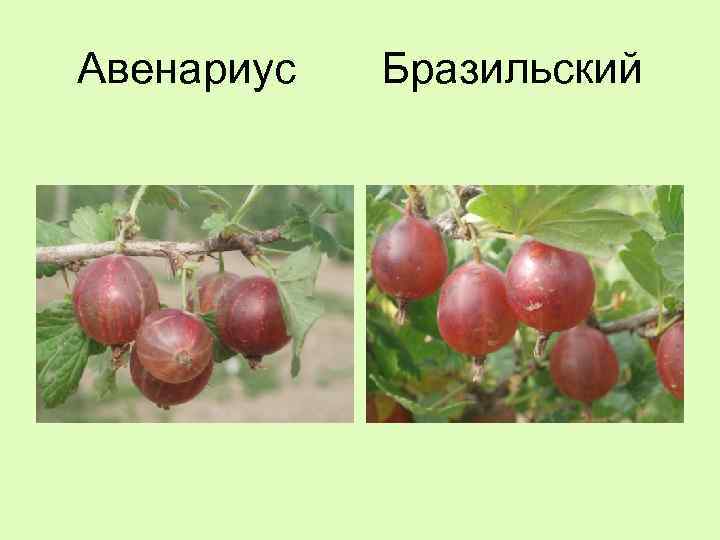 Авенариус Бразильский 