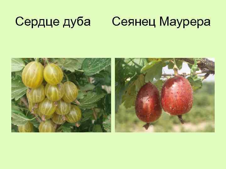 Сердце дуба Сеянец Маурера 