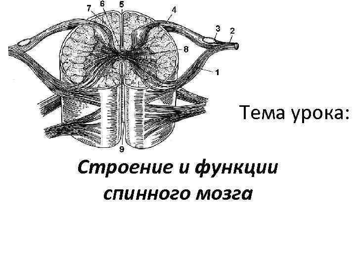 Презентация по биологии 8 класс спинной мозг