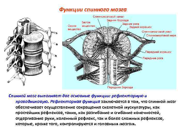 Функции спинного мозга Спинной мозг выполняет две основные функции: рефлекторную и проводниковую. Рефлекторная функция